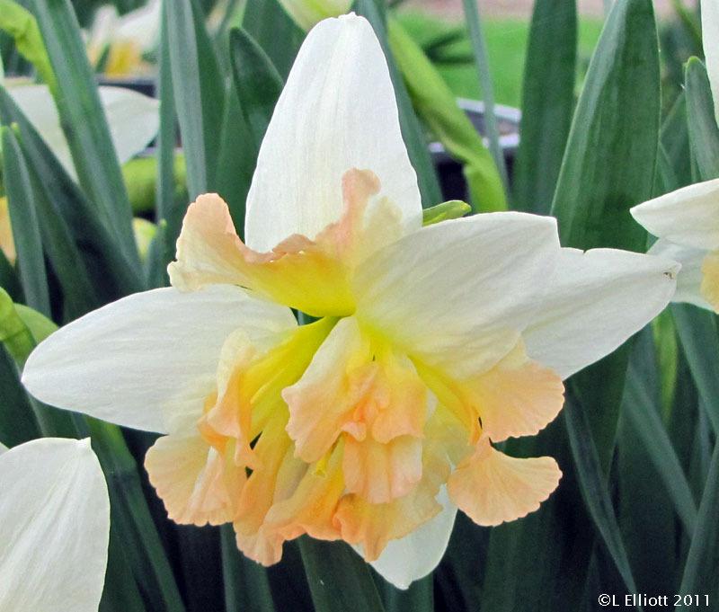 Photo of Daffodil (Narcissus 'Palmares') uploaded by TBGDN