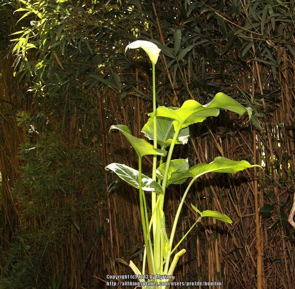 Photo of Calla Lily (Zantedeschia aethiopica) uploaded by bonitin