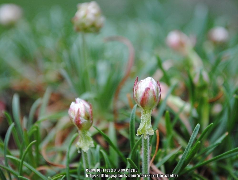 Photo of Sea Thrift (Armeria maritima) uploaded by chelle