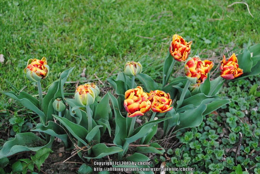 Photo of Tulip (Tulipa 'Cilesta') uploaded by chelle