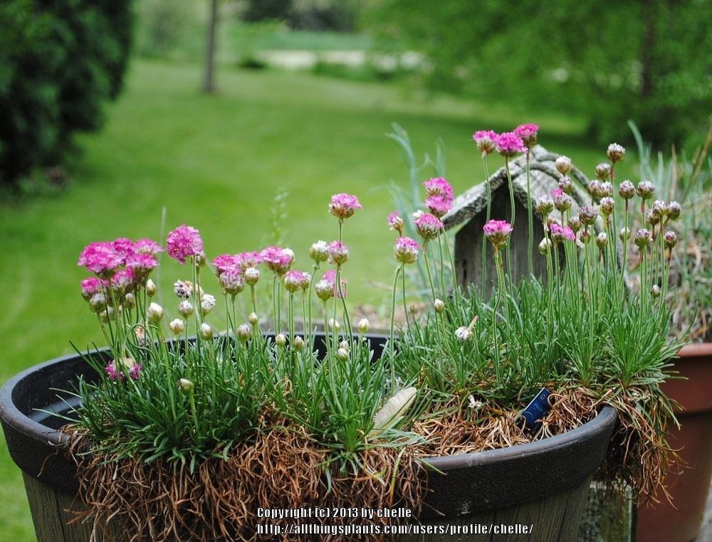 Photo of Sea Thrift (Armeria maritima) uploaded by chelle
