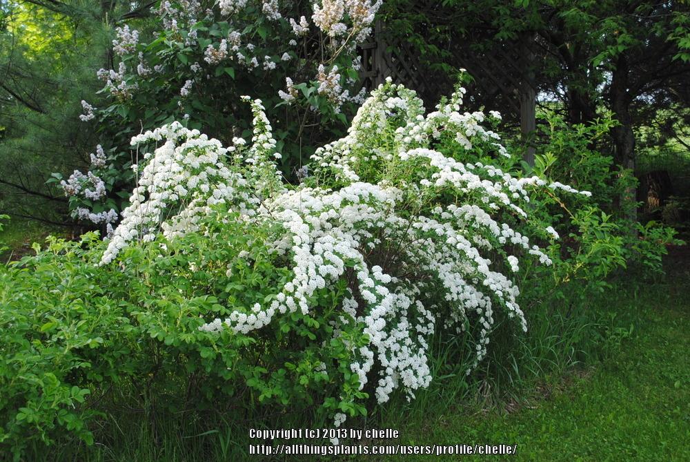 Photo of Bridalwreath Spiraea (Spiraea prunifolia) uploaded by chelle