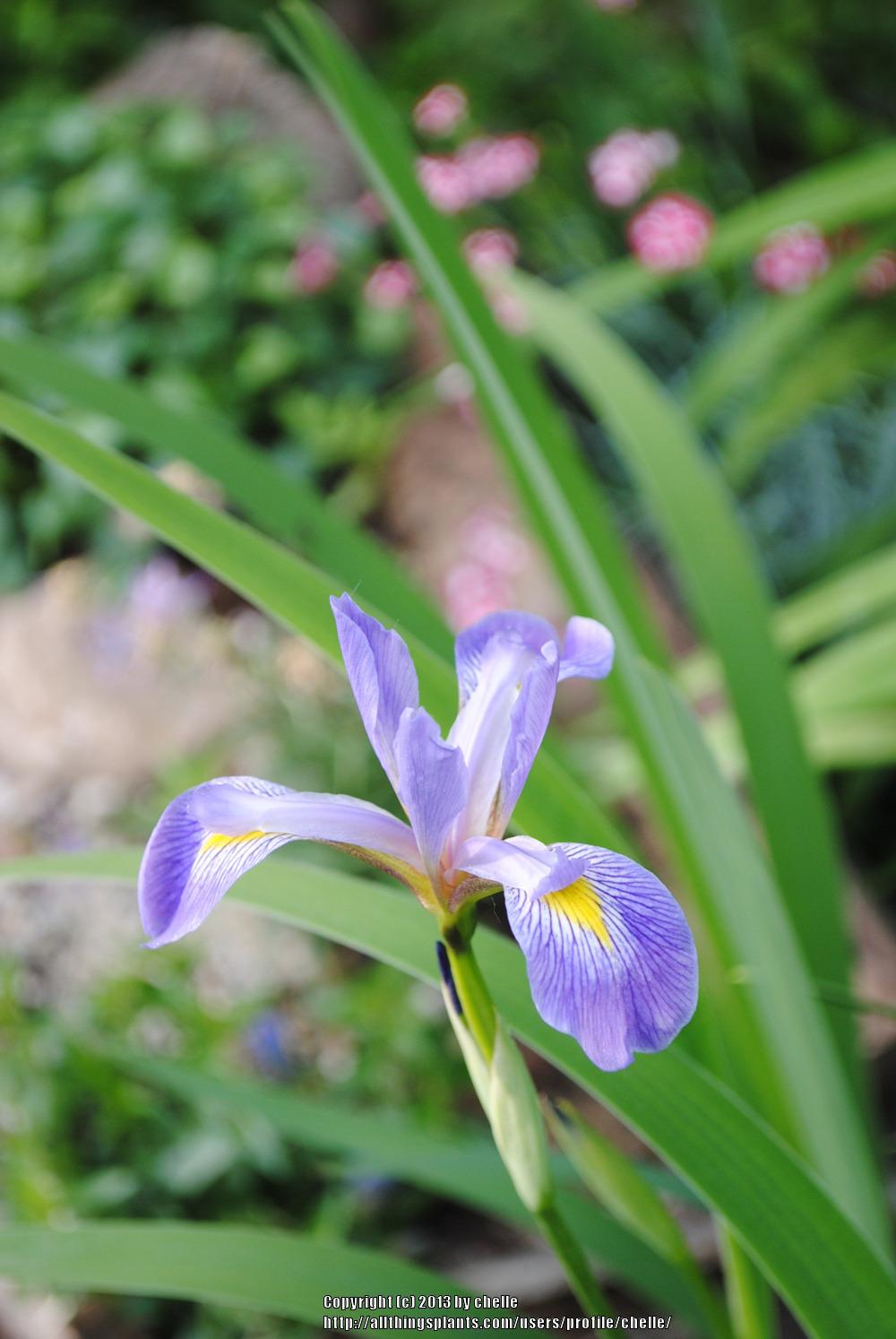 Photo of Species Iris (Iris virginica) uploaded by chelle