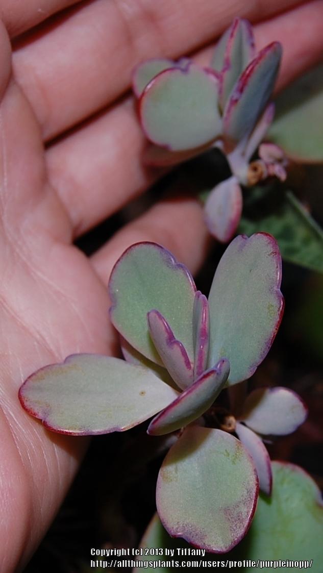 Photo of Lavender Scallops (Kalanchoe fedtschenkoi) uploaded by purpleinopp
