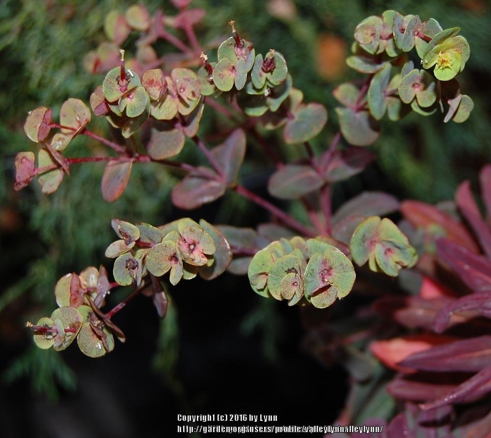 Photo of Wood Spurge (Euphorbia amygdaloides Ruby Glow) uploaded by valleylynn