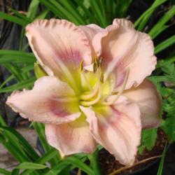 Location: My garden in Kalama, Wa. Zone 8
Date: 2013-06-20
Poly bloom