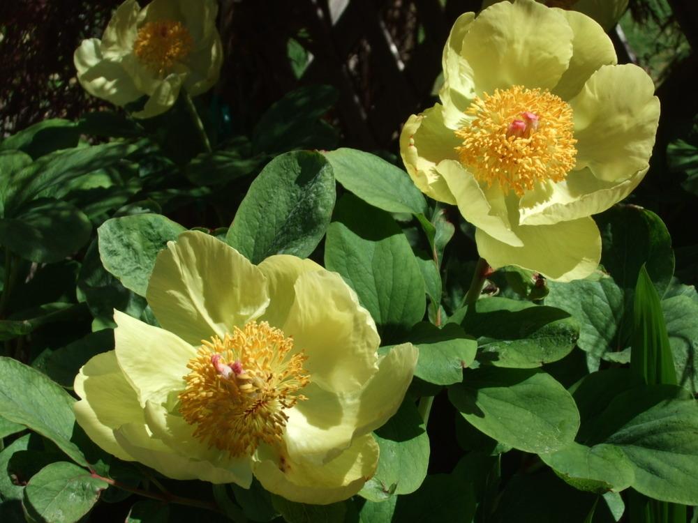 Photo of Peony (Paeonia daurica subsp. mlokosewitschii) uploaded by RCanada