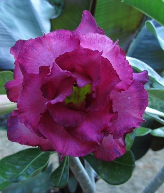 Photo of Desert Rose (Adenium 'Purple Rain') uploaded by RCanada