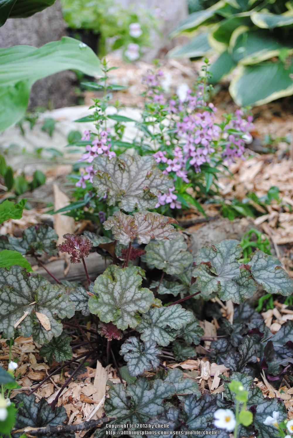 Photo of Coral Bells (Heuchera 'Can Can') uploaded by chelle