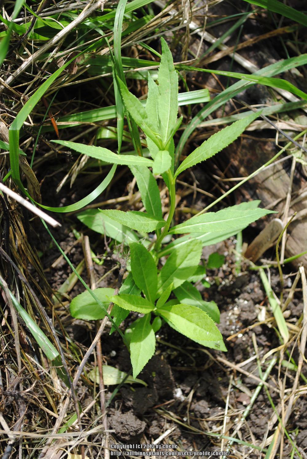 Photo of Smooth Ironweed (Vernonia fasciculata) uploaded by chelle