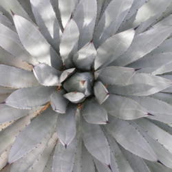 Location: Desert Botanical Gardens, Phoenix, Arizona
Date: March, 2004
Agave macroacantha