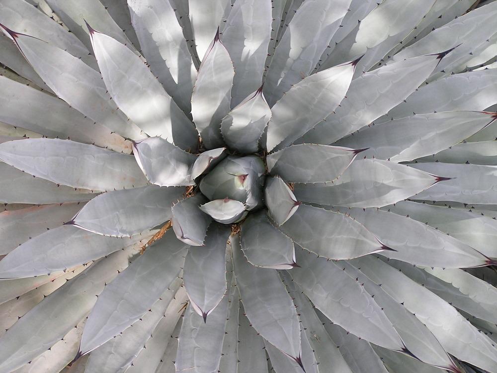 Photo of Black-Spined Agave (Agave macroacantha) uploaded by sheryl