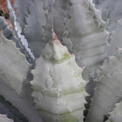 Location: Desert Botanical Gardens, Phoenix, Arizona
Date: March, 2004
Agave colorata - note the horizontal banding typical of this spec