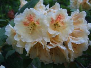 Photo of Rhododendron 'Paprika Spiced' uploaded by RCanada