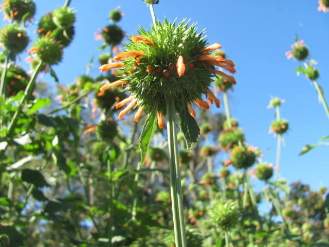 Photo of Lions Tail (Leonotis) uploaded by Ridesredmule