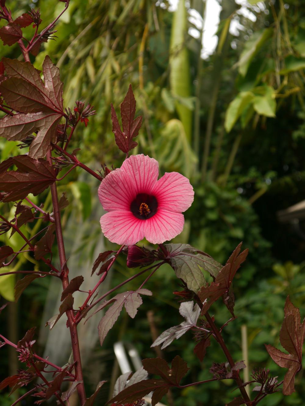 Photo of Red-Leaf Hibiscus (Hibiscus acetosella) uploaded by dyzzypyxxy
