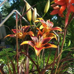 Location: Terrace
Date: 2010-0618
Taken with Pennisetum Rubrum and unknown orange lily on right.