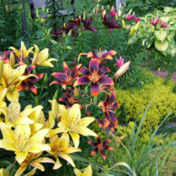 Location: Terrace garden left side.
Date: 2013-0625
Mislabeled yellow lily at right, Dimension lily (dark) to the rea