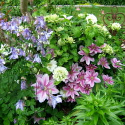 Location: Terrace garden left side.
Date: 2012-0515
So happy to share the spot with columbine and clematis 'Duchess o