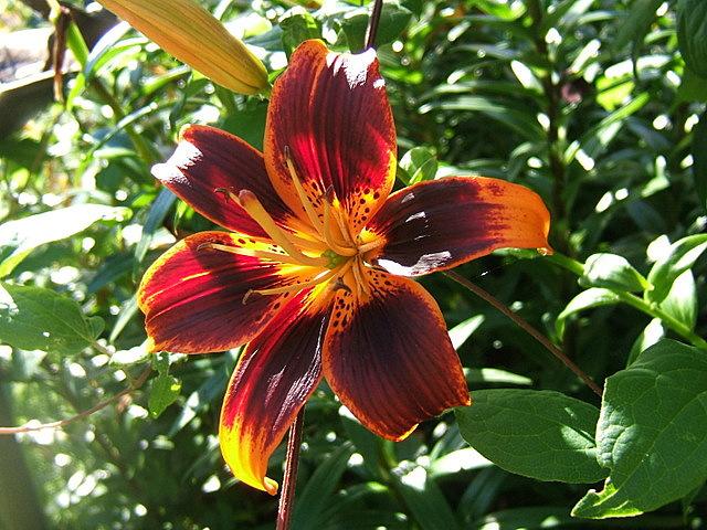 Photo of Asiatic Lily (Lilium 'Forever Susan') uploaded by pirl