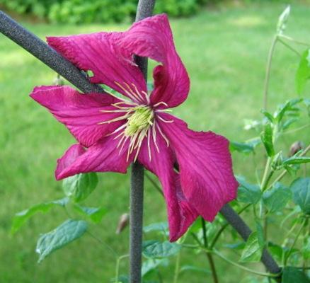 Photo of Clematis (Clematis viticella 'Madame Julia Correvon') uploaded by pirl