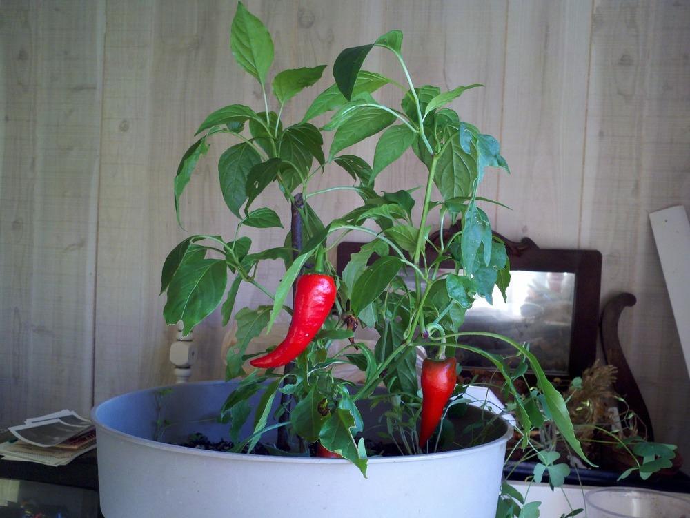 Photo of Hot Pepper (Capsicum annuum 'Cyklon') uploaded by wnorowski