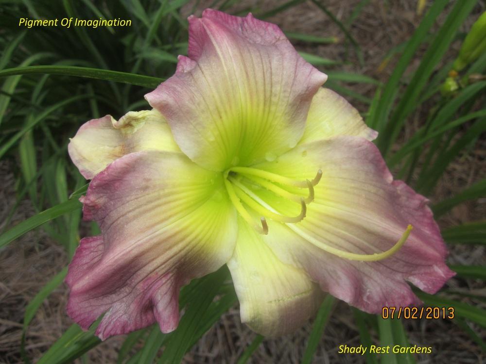 Photo of Daylily (Hemerocallis 'Pigment of Imagination') uploaded by Casshigh