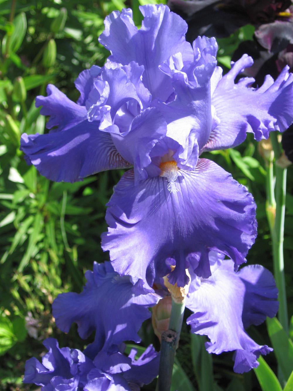 Photo of Tall Bearded Iris (Iris 'Ancaster Blue Ruffle') uploaded by Irislady