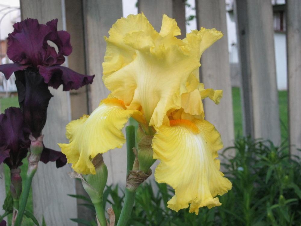Photo of Tall Bearded Iris (Iris 'New Moon') uploaded by Irislady