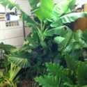 How To Store Elephant Ears and Other Tropical Bulbs