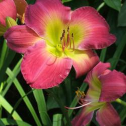 Location: Obelisk garden
Date: 2005-0724
My absolute favorite daylily of all.