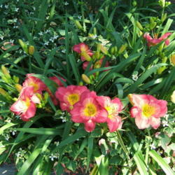 Location: Belmont garden
Date: 2008-0703
Munson daylilies were always my favorites and great for hybridizi