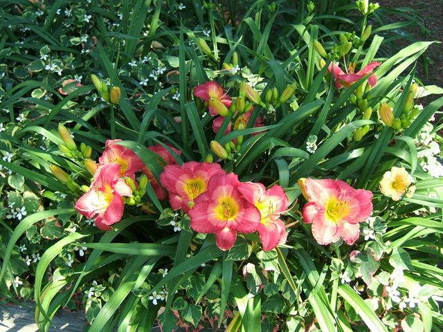 Photo of Daylily (Hemerocallis 'Japanese Brocade') uploaded by pirl