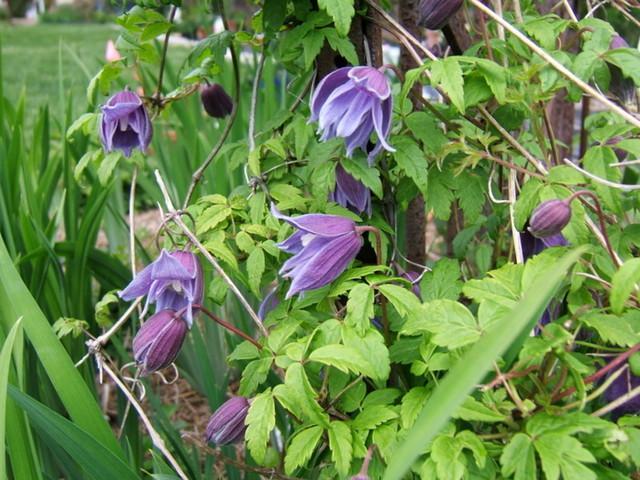 Photo of Clematis (Clematis macropetala 'Pauline') uploaded by pirl
