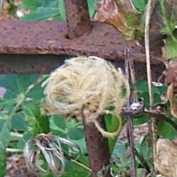 Location: Iron gate left side
Date: 2013-1109
Singular seed head (fuzzy one) along with a seed head of clematis