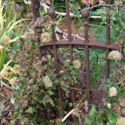 Location: Iron gate left side
Date: 2013-1109
Many seed heads!