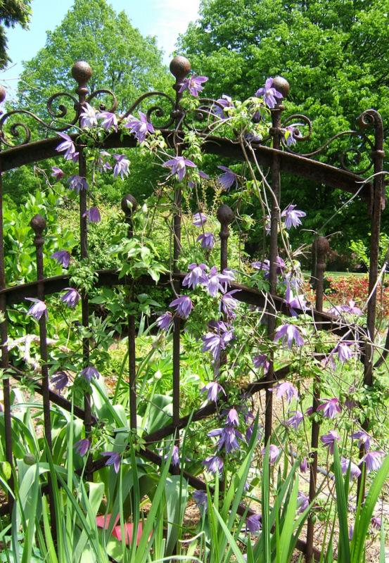 Photo of Clematis (Clematis macropetala 'Pauline') uploaded by pirl