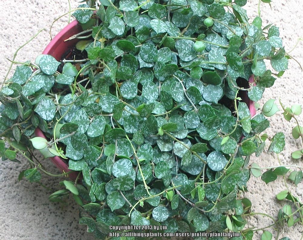 Photo of Wax Plant (Hoya curtisii) uploaded by plantladylin