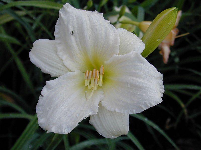 Photo of Daylily (Hemerocallis 'White and Nerdy') uploaded by robertduval14