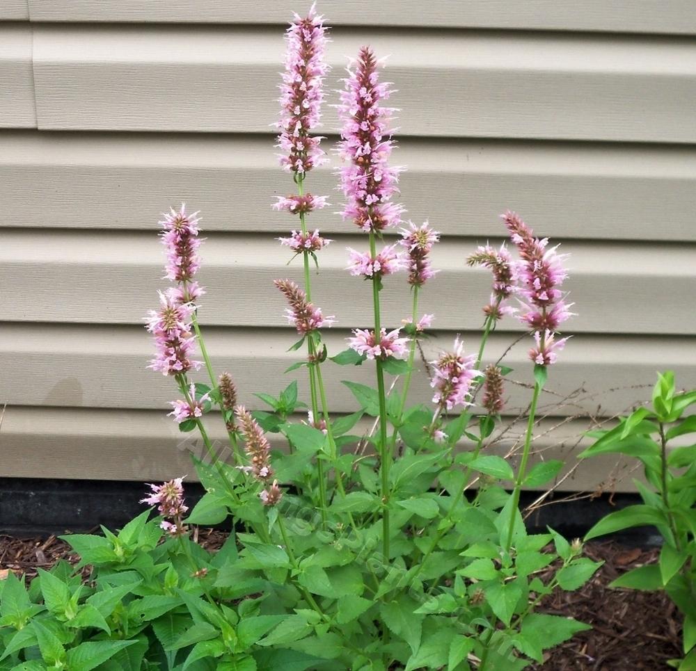 Photo of Hummingbird Mint (Agastache 'Cotton Candy') uploaded by virginiarose