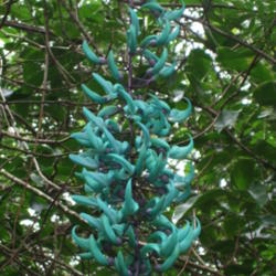 Location: Maui
Date: March 2013
Jade Vine - Garden of Eden