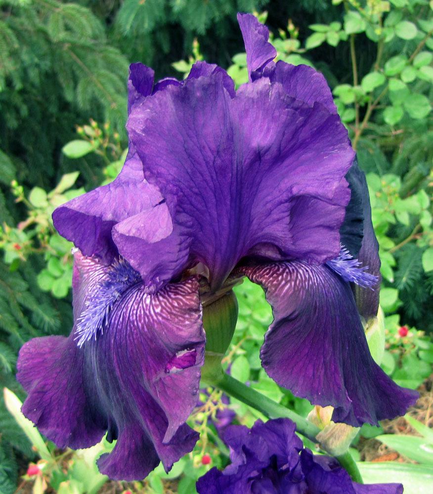 Photo of Tall Bearded Iris (Iris 'Batman') uploaded by TBGDN