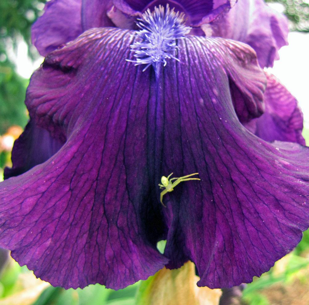 Photo of Tall Bearded Iris (Iris 'Batman') uploaded by TBGDN