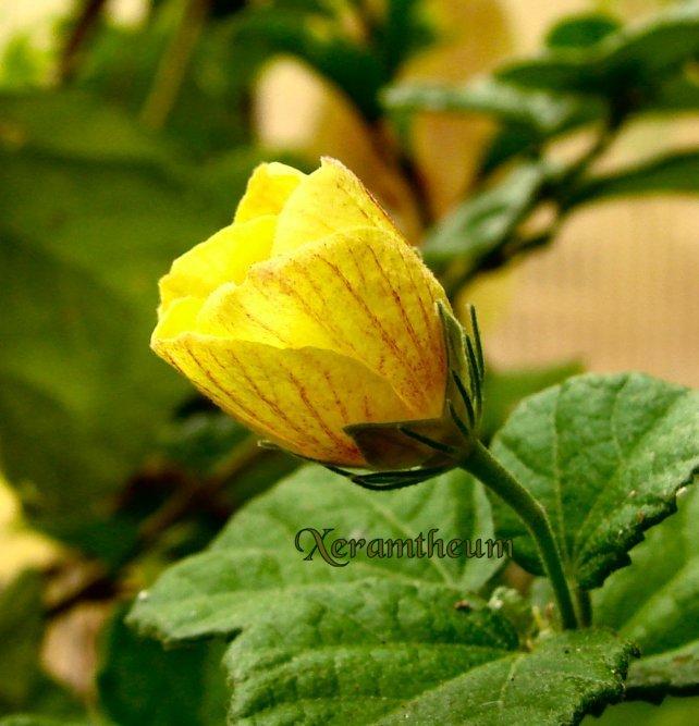 Photo of Yellow Mallow (Pavonia praemorsa) uploaded by Xeramtheum