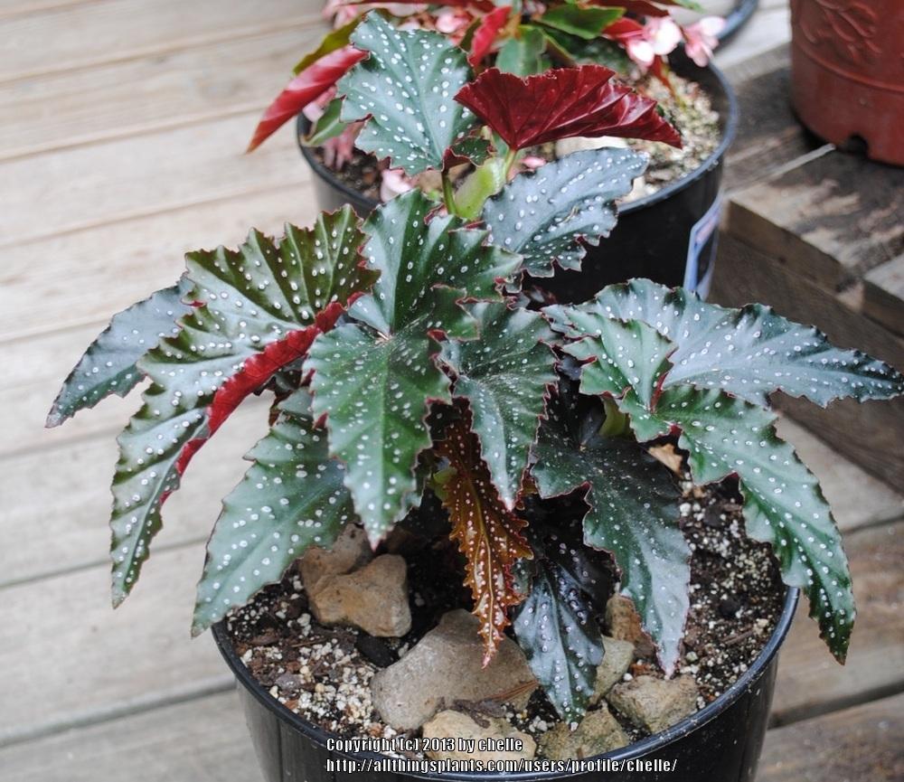Photo of Begonia 'Fannie Moser' uploaded by chelle