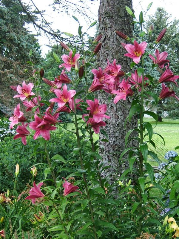 Photo of Lily (Lilium 'Purple Prince') uploaded by pirl