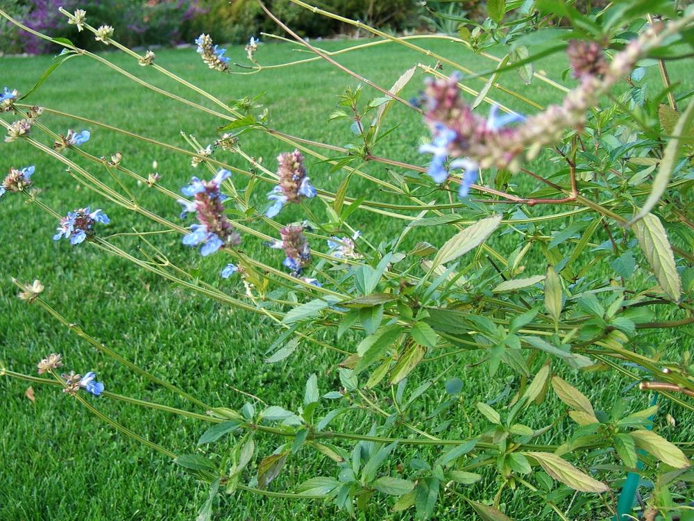 Photo of Bog Sage (Salvia uliginosa) uploaded by pirl