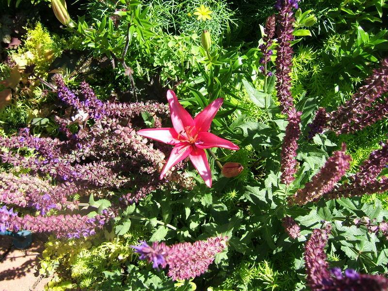 Photo of Sage (Salvia nemorosa 'Caradonna') uploaded by pirl