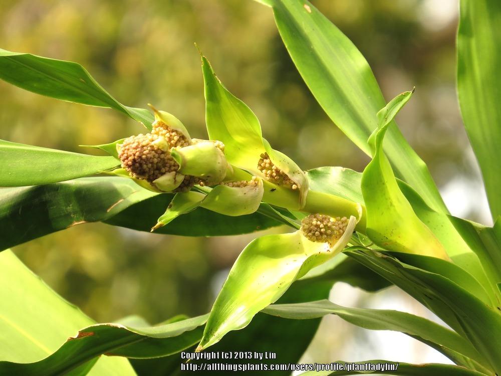 Photo of Corn Plant (Dracaena fragrans) uploaded by plantladylin