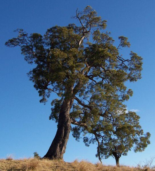 Photo of Highland Tamarin (Acacia heterophylla) uploaded by robertduval14